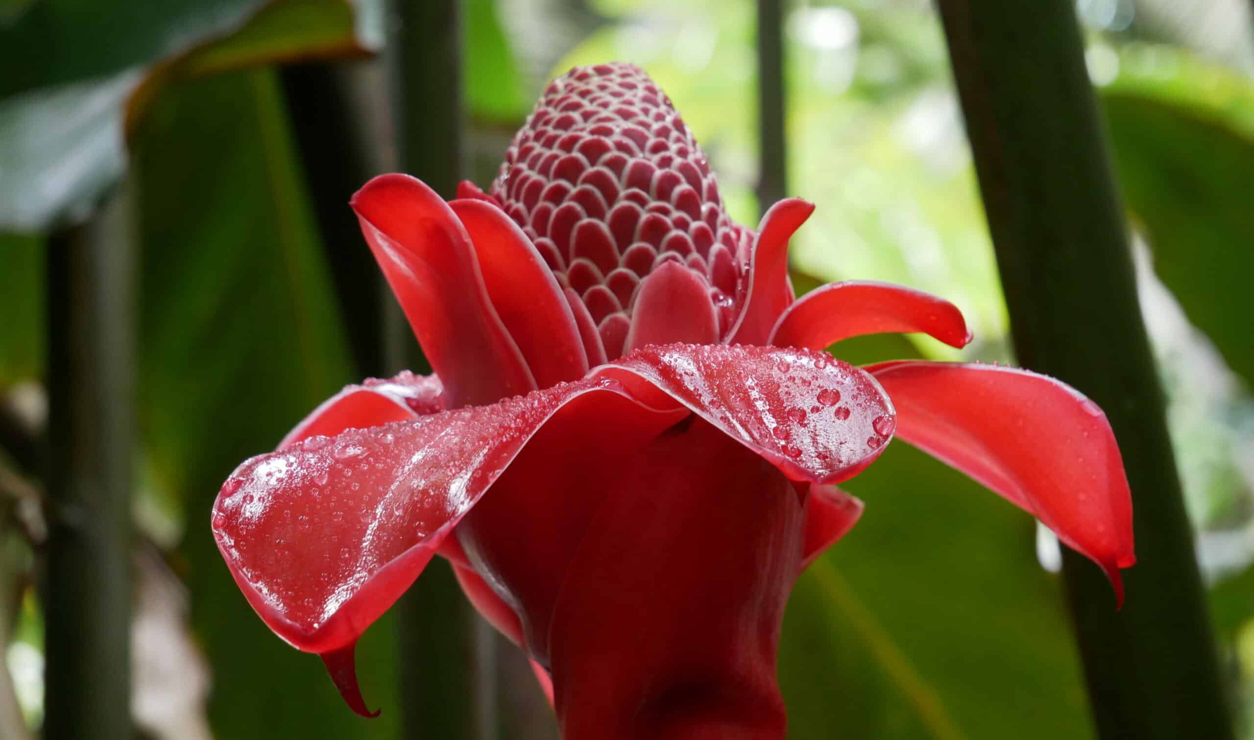 Französisch Polynesien