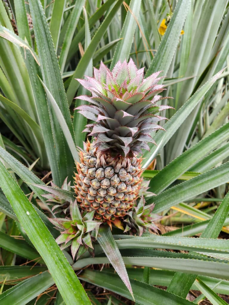 Rue de Ananas, Moorea, Französisch Polynesien