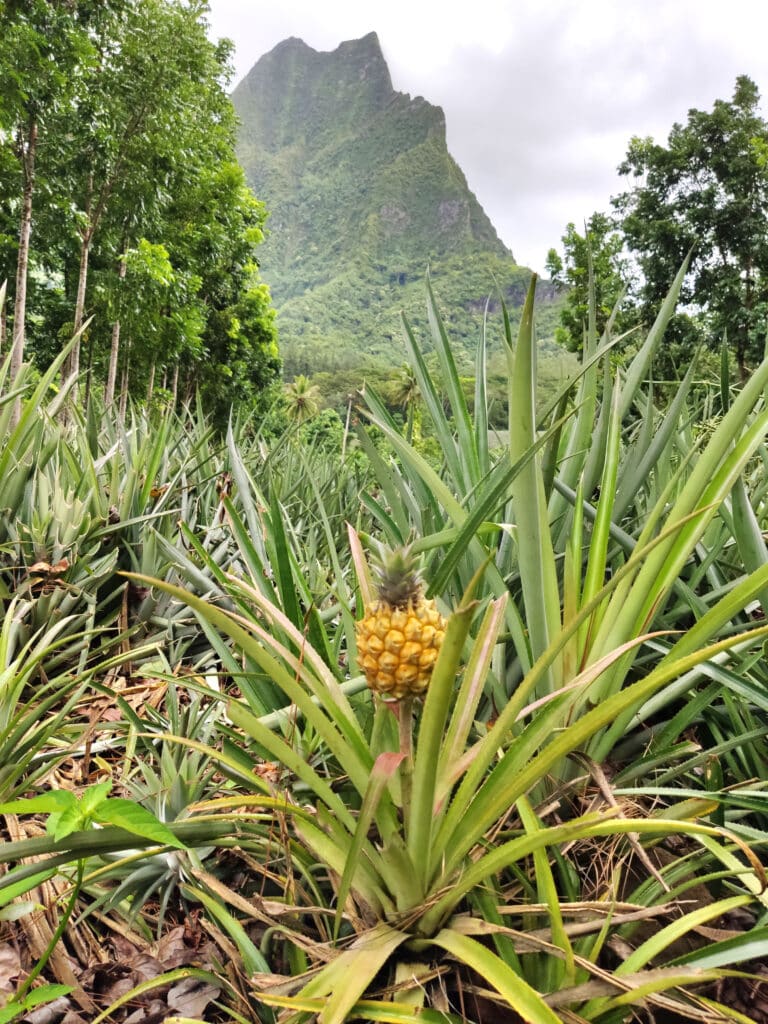 Rue de Ananas, Moorea