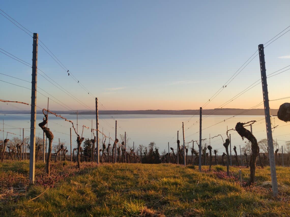 Picknick in den Weinbergen, Birnau, Bodensee
