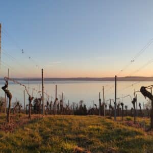 Picknick in den Weinbergen, Birnau, Bodensee