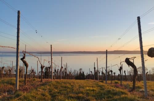 Picknick in den Weinbergen, Birnau, Bodensee