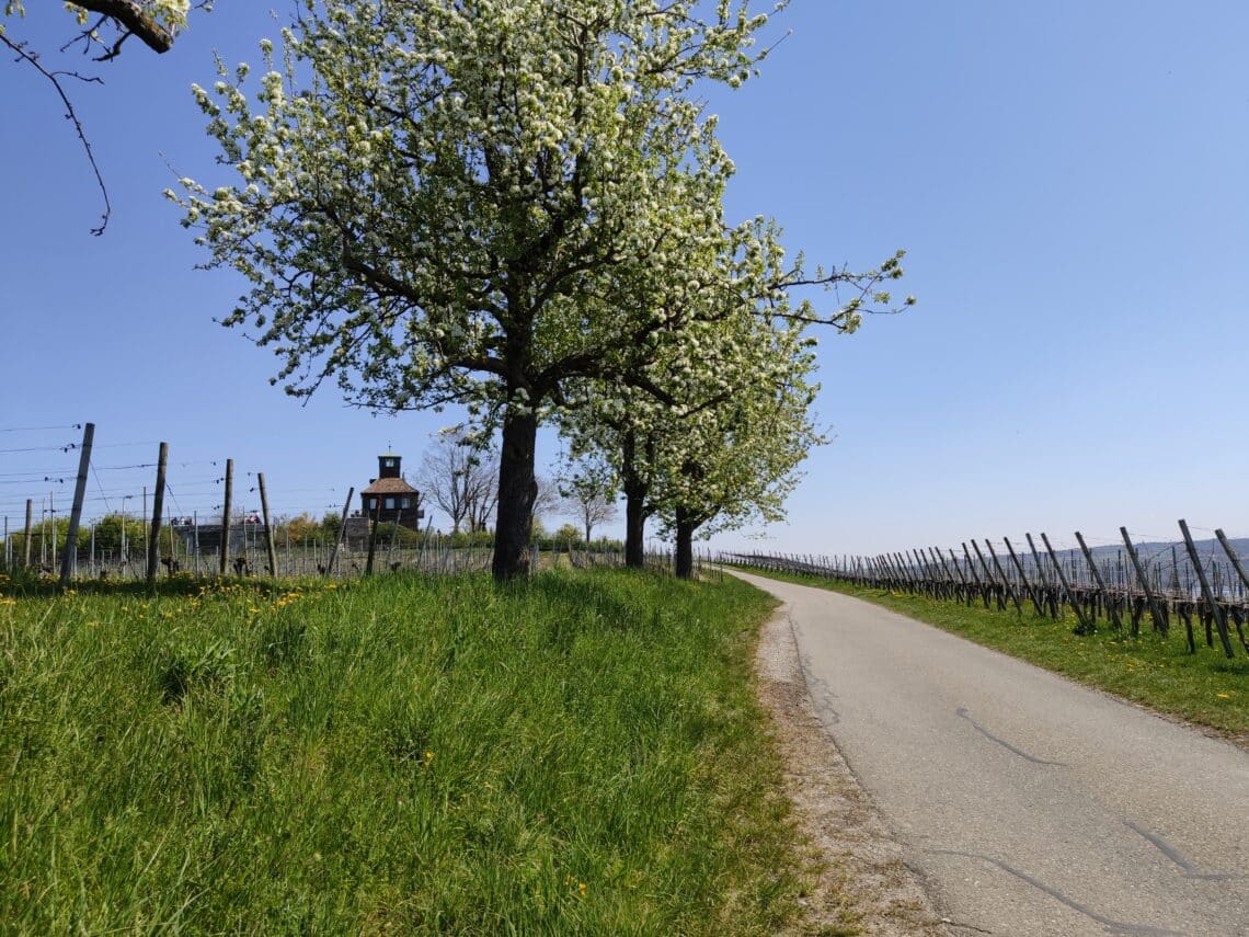Aussicht vom Aussichtspunkt Hochwart, Insel Reichenau