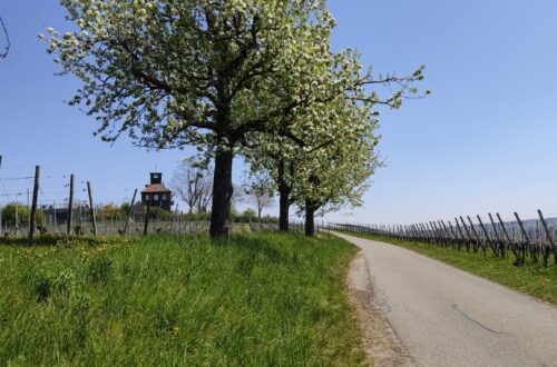Aussicht vom Aussichtspunkt Hochwart, Insel Reichenau
