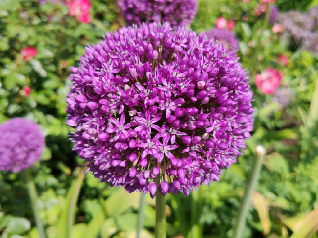 Dahliengarten, Insel Mainau