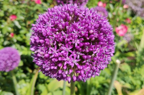 Dahliengarten, Blumeninsel Mainau