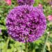 Dahliengarten, Blumeninsel Mainau