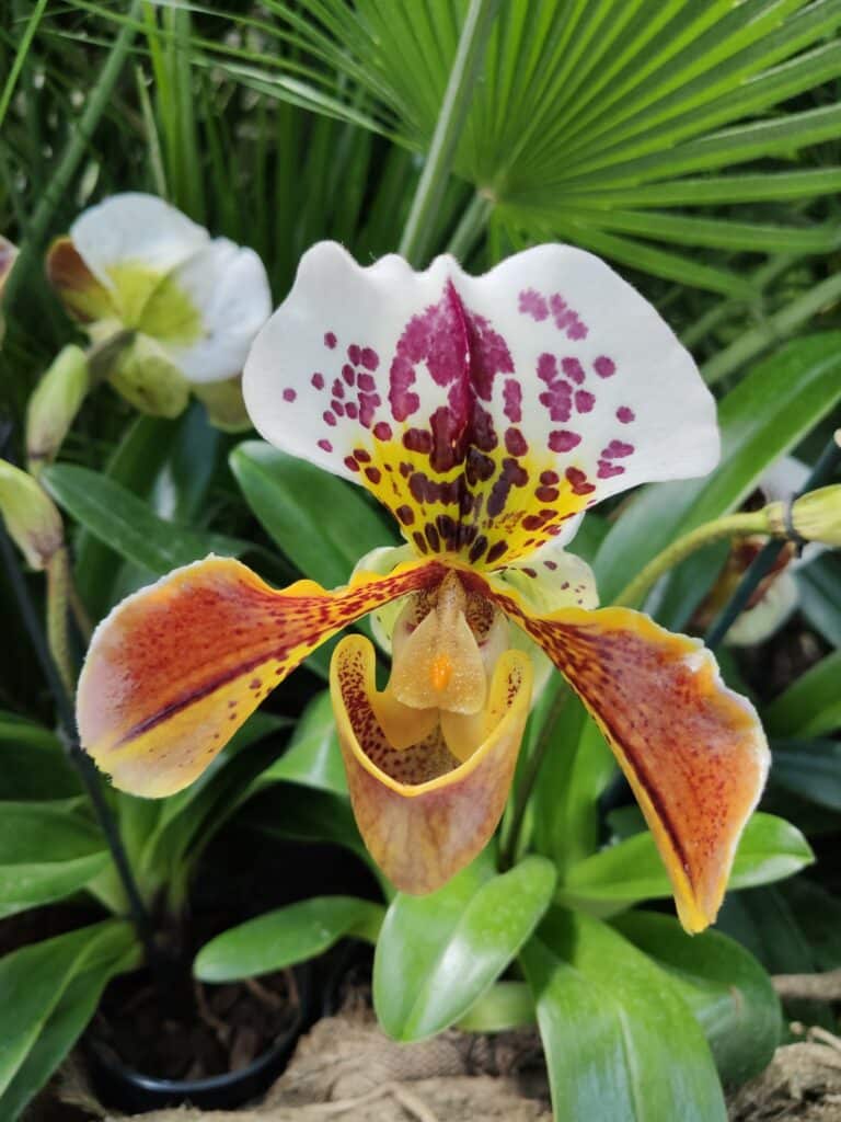 Orchideenschau im Palmenhaus auf der Insel Mainau, Mainau Sehenswürdigkeiten, Bodensee
