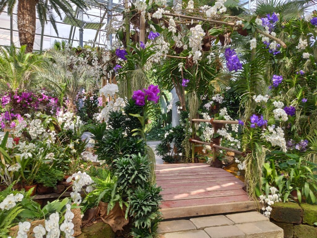 Orchideenschau im Palmenhaus auf der Insel Mainau, Mainau Sehenswürdigkeiten, Bodensee