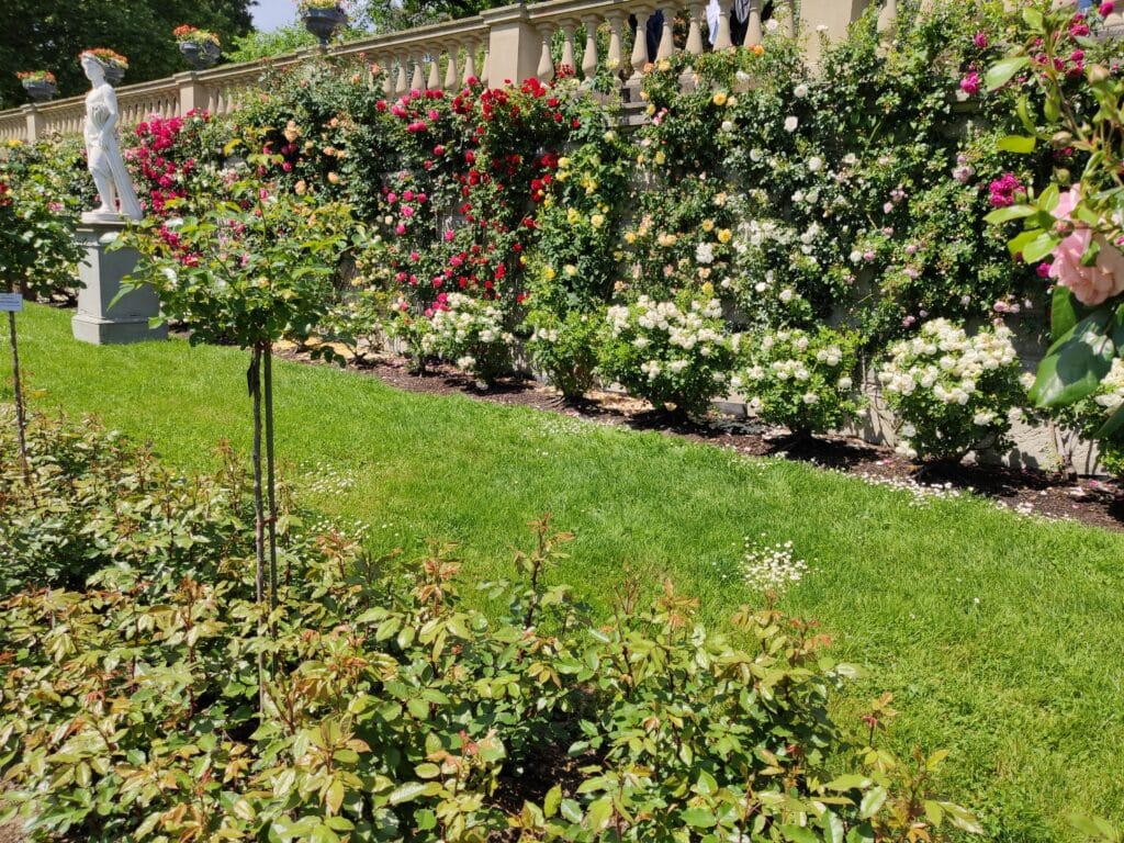 Italienischer Rosengarten auf der Insel Mainau am Bodensee