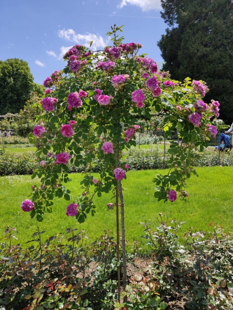 Italienischer Rosengarten auf der Insel Mainau am Bodensee