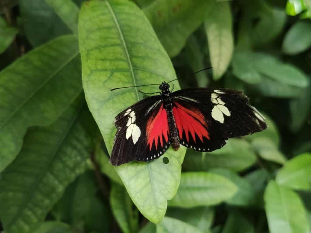 Schmetterling im Schmetterlingshaus auf der Insel Mainau am Bodensee