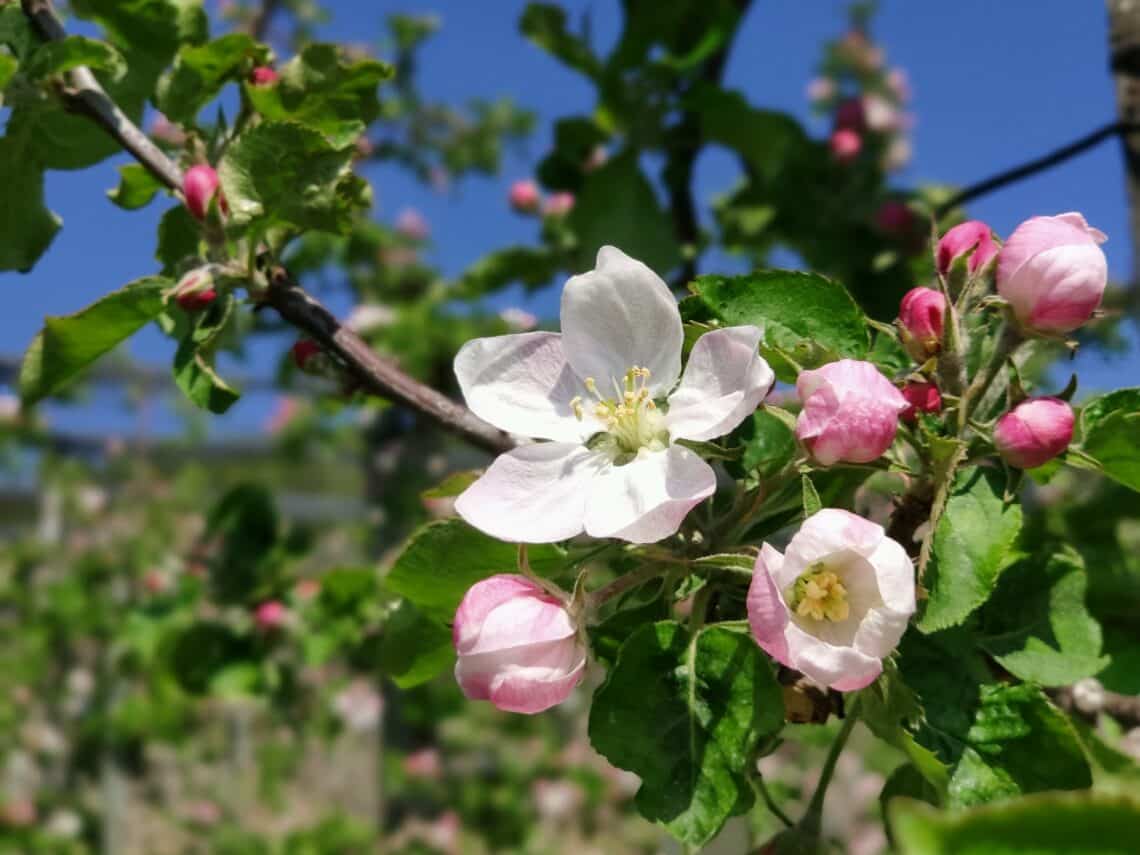 Meersburger Höhenweg, Wandern am Bodensee zur Apfelblüte im April