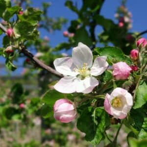 Meersburger Höhenweg, Wandern am Bodensee zur Apfelblüte im April