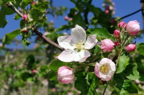 Meersburger Höhenweg, Wandern am Bodensee zur Apfelblüte im April