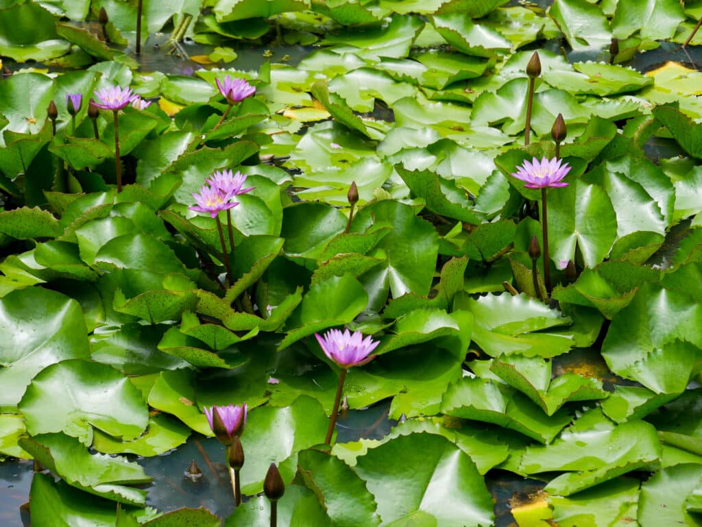 Lotusblume Tahiti