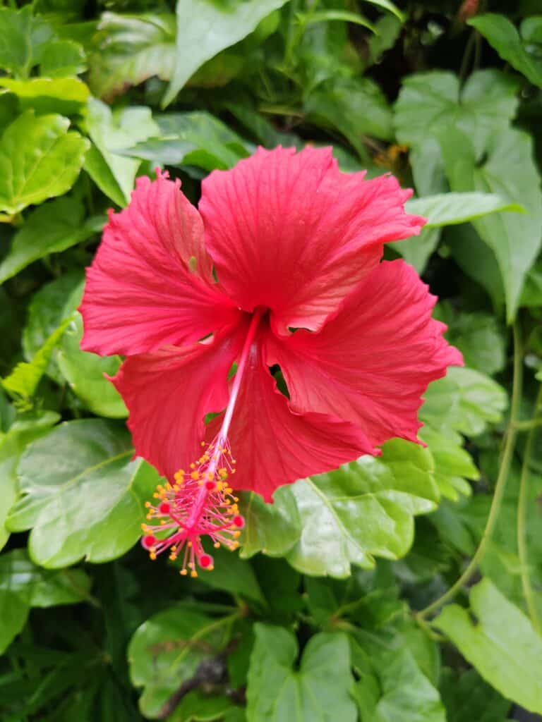 Hibiskus, Tahiti Blume