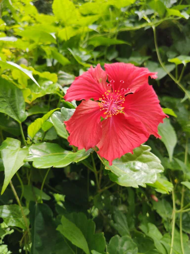 Hibiskus, Tahiti Blume
