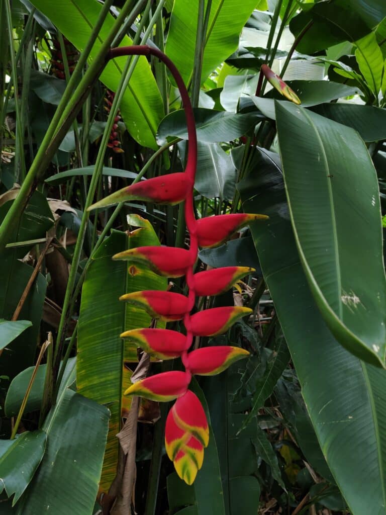Heliconia, Blume auf Tahiti