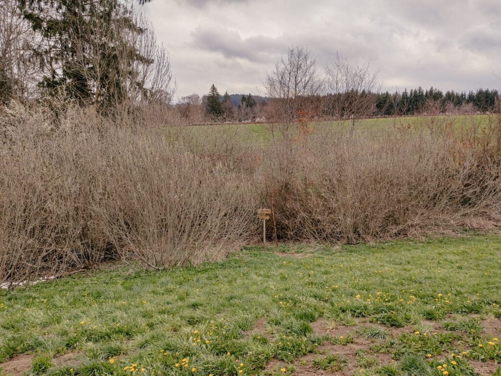 Wurzelweg, Wutachschlucht, Schwarzwald
