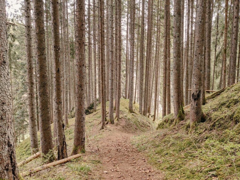 Wurzelweg, Wutachschlucht, Schwarzwald