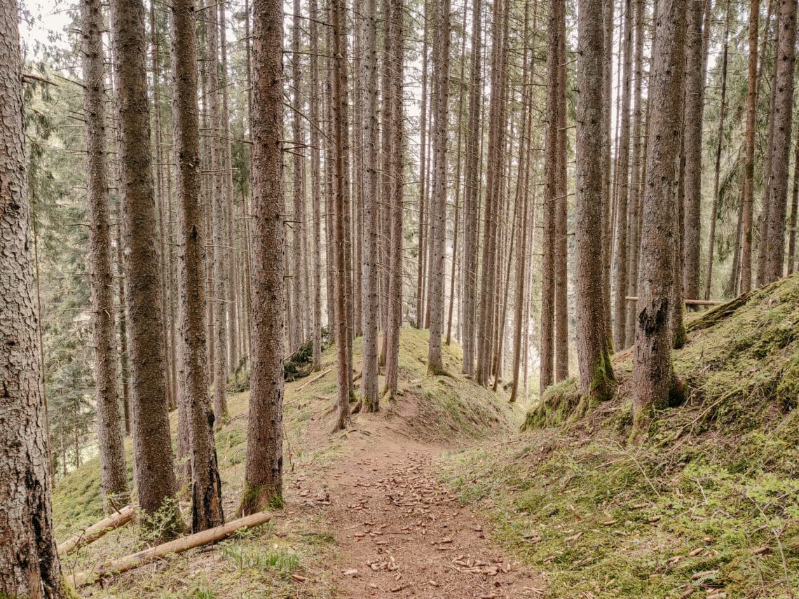 Wurzelweg, Wutachschlucht, Schwarzwald