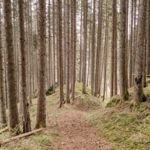 Wurzelweg, Wutachschlucht, Schwarzwald