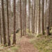 Wurzelweg, Wutachschlucht, Schwarzwald
