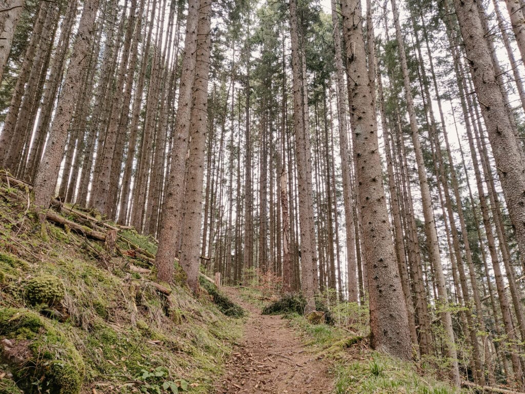 Wurzelweg, Wutachschlucht, SchwarzwaldWurzelweg, Wutachschlucht, Schwarzwald