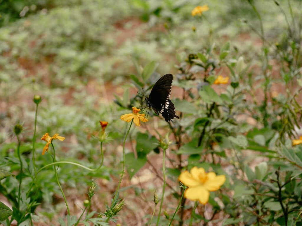Bird Park, Tam Coc, Vietnam