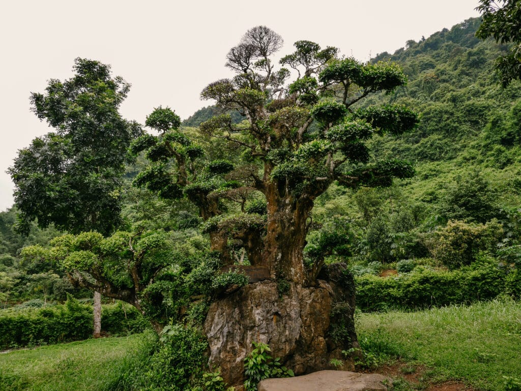 Bird Park, Tam Coc, Vietnam