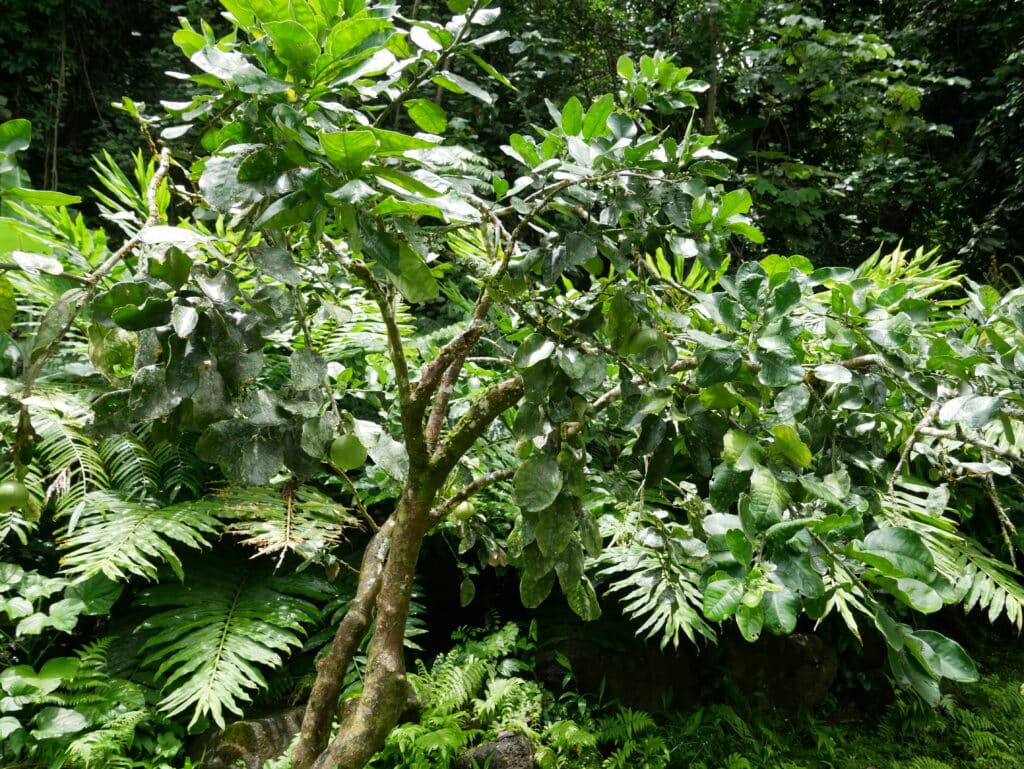 Grapefruit Tree auf Tahiti
