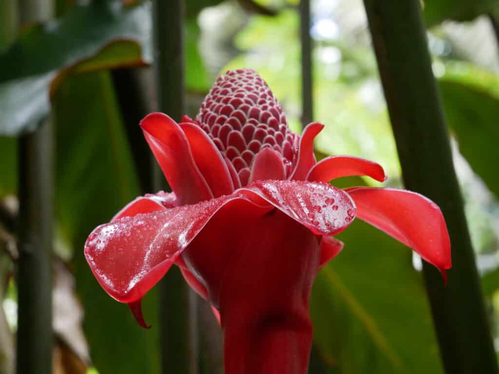 Red-Fackel-Ingwer, rote Blume Tahitis