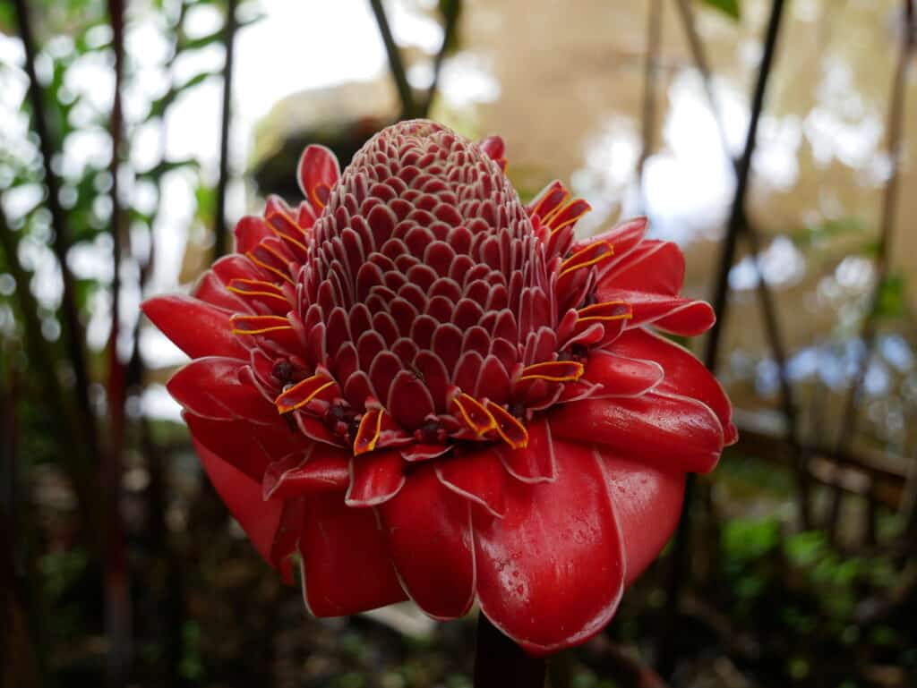 Red-Fackel-Ingwer, rote Blume Tahitis