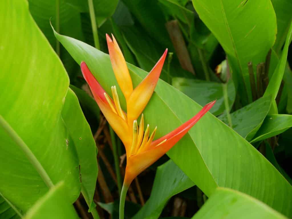 Heliconia bec de perroquet, Tahiti Blume