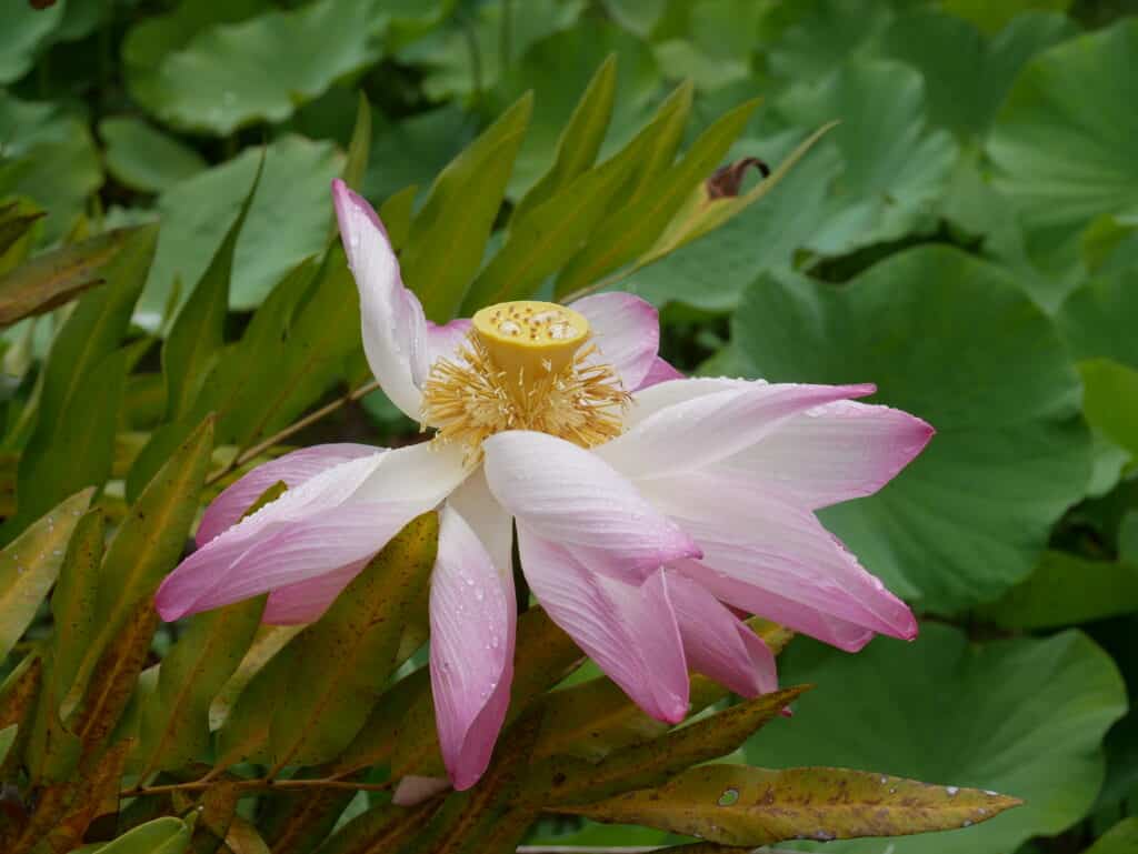 Tropische Blume, Tahiti