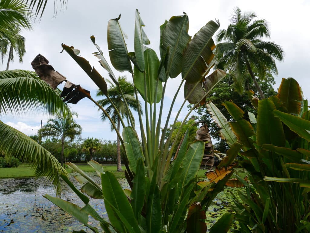 Water Gardens Vaipahi, Tahiti