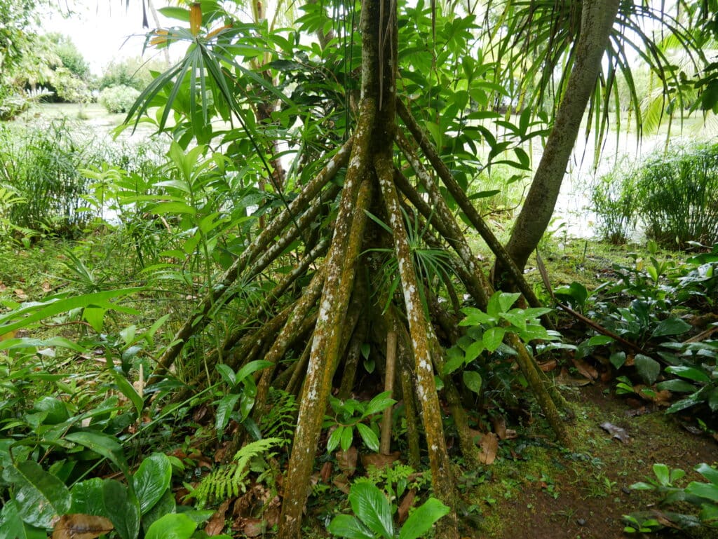 Water Gardens Vaipahi, Tahiti