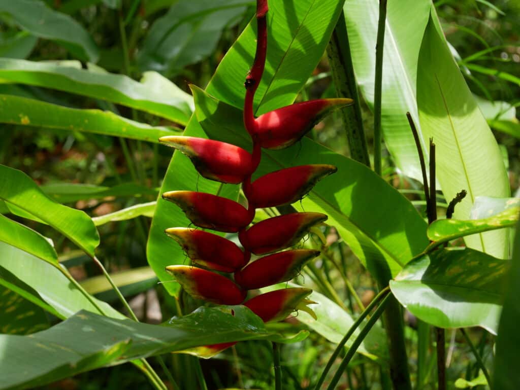 Heliconia, Blume auf Tahiti