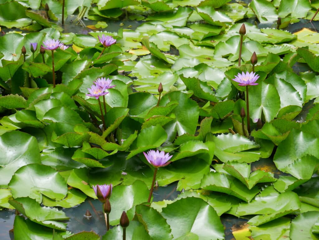 Tropische Blume, Tahiti