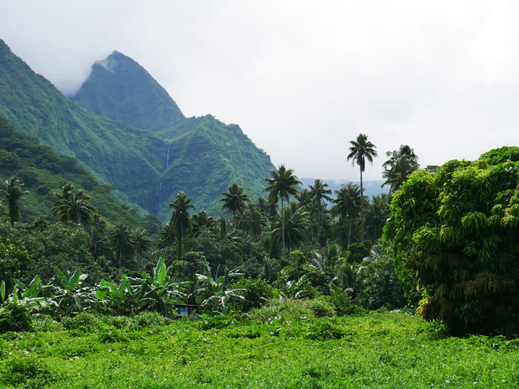 Das satte grün der Insel Tahiti