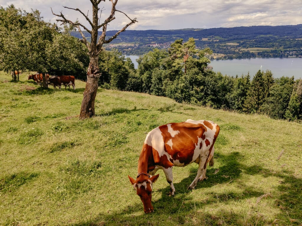 Rundweg Klingenzell-Mammern, Schweiz, Bodensee