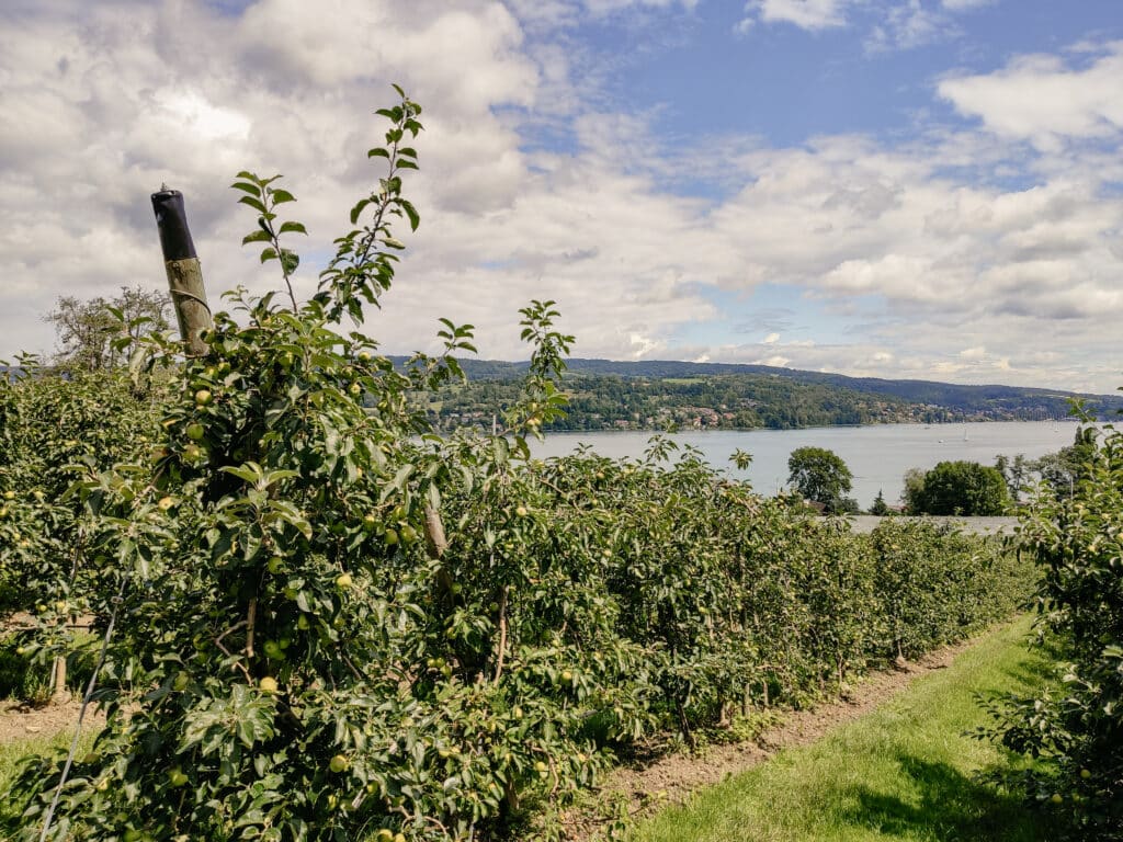 Rundweg Klingenzell-Mammern, Schweiz, Bodensee