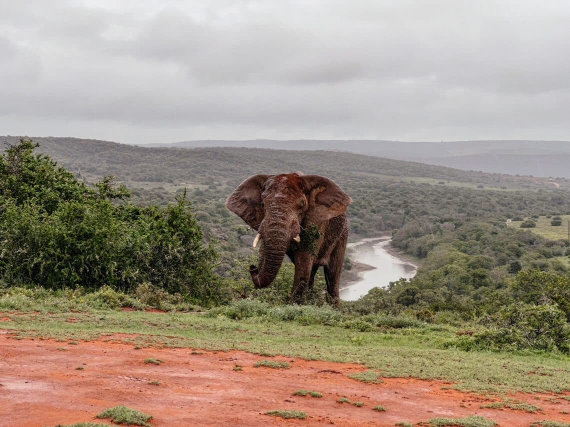 Amakhala Private Game Reserve, Garden Route, Südafrika