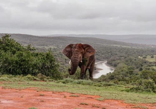 Amakhala Private Game Reserve, Garden Route, Südafrika