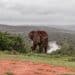 Amakhala Private Game Reserve, Garden Route, Südafrika