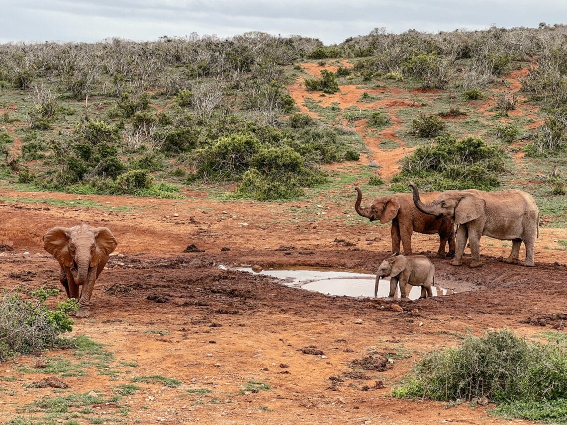 Addo Elephant Nationalpark, Garden Route, Südafrika
