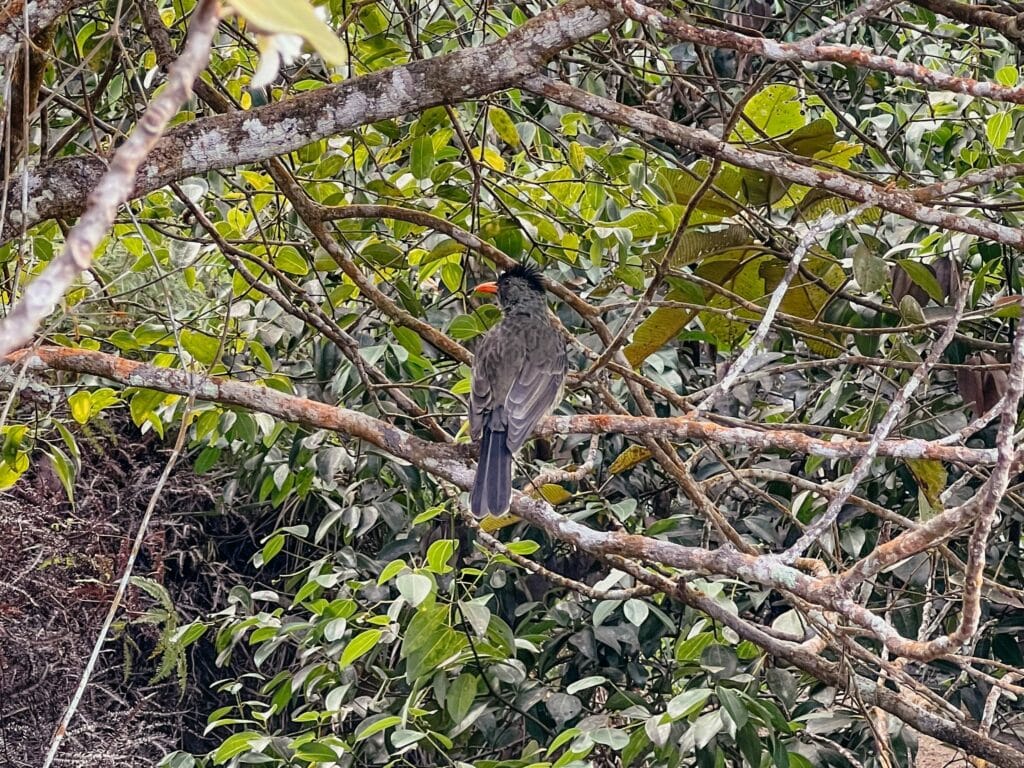 Vogel im dichten Regenwald auf dem Morne Blanc Trail auf Mahé, Seychellen