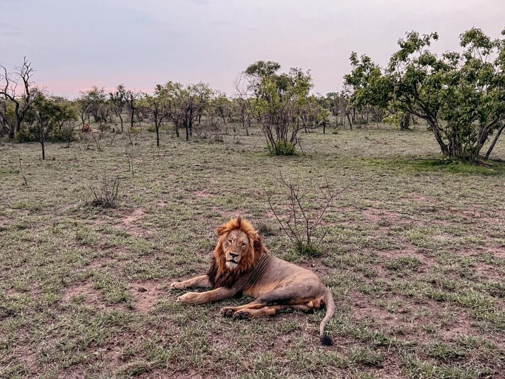 Kruger Nationalpark Game Drive