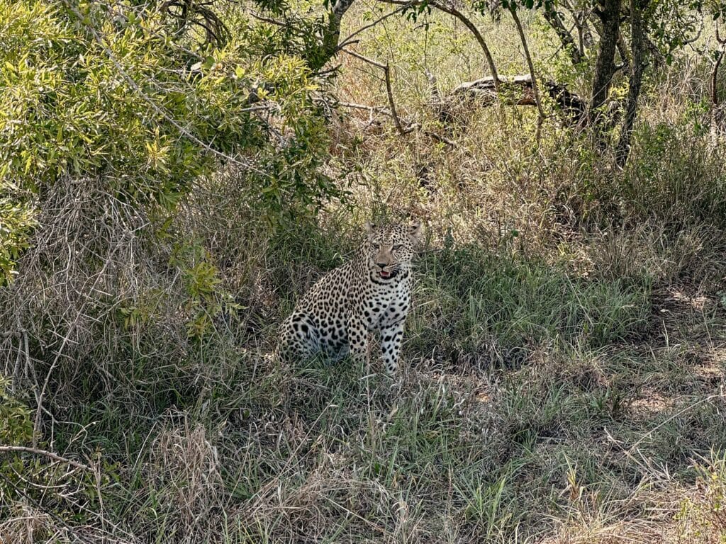 Kruger Nationalpark Game Drive